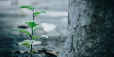 New website is like a new young plant 