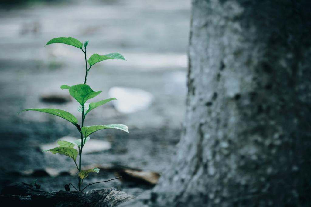 New website is like a new young plant